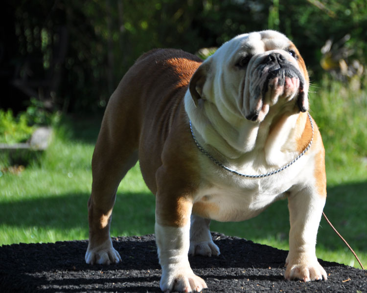 Publication : Di Vendra Nera Auteur : DI VENDRA NERA BULLDOGS ANGLAIS 