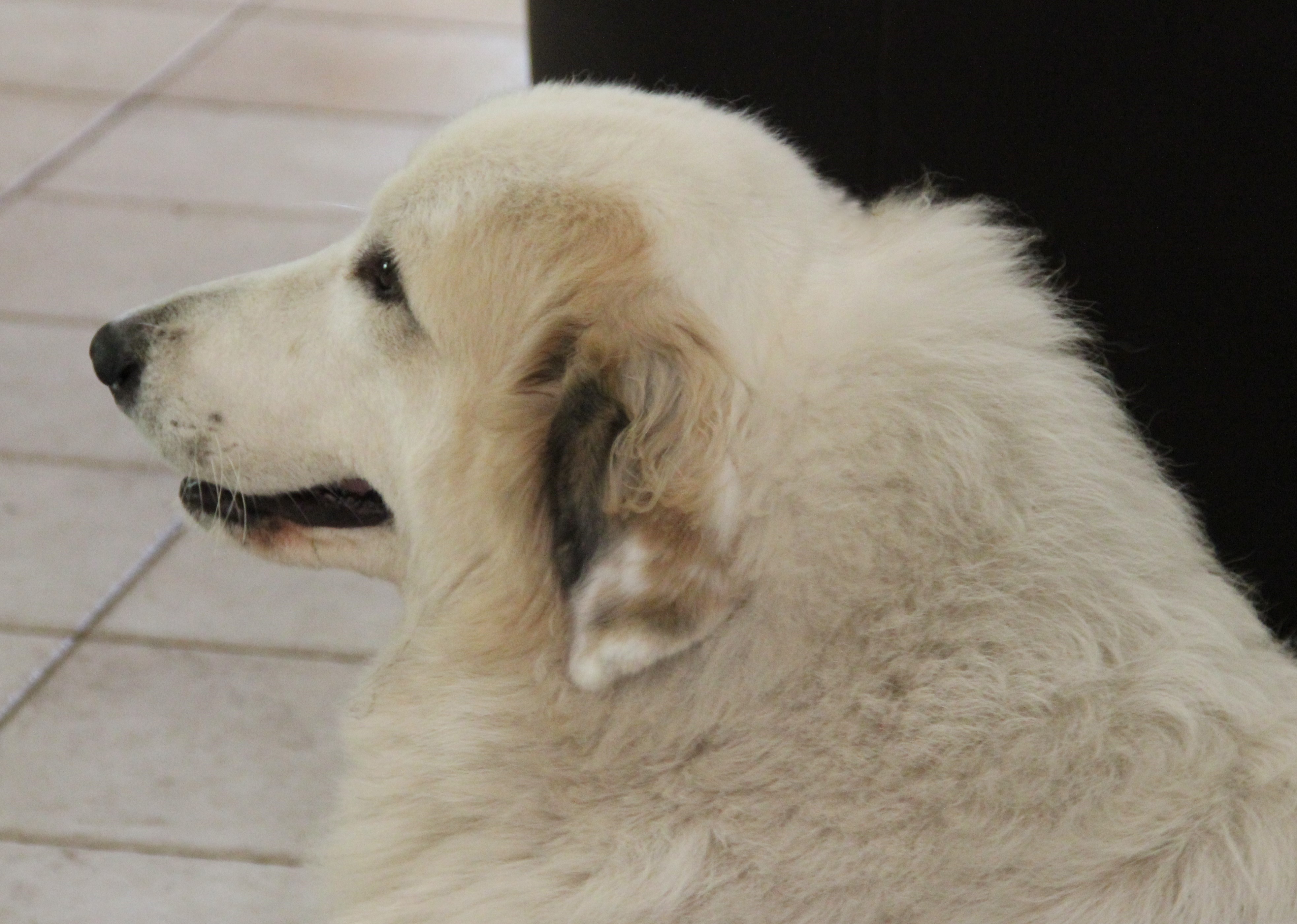 Publication : La Joie Blanche Auteur : La Joie Blanche