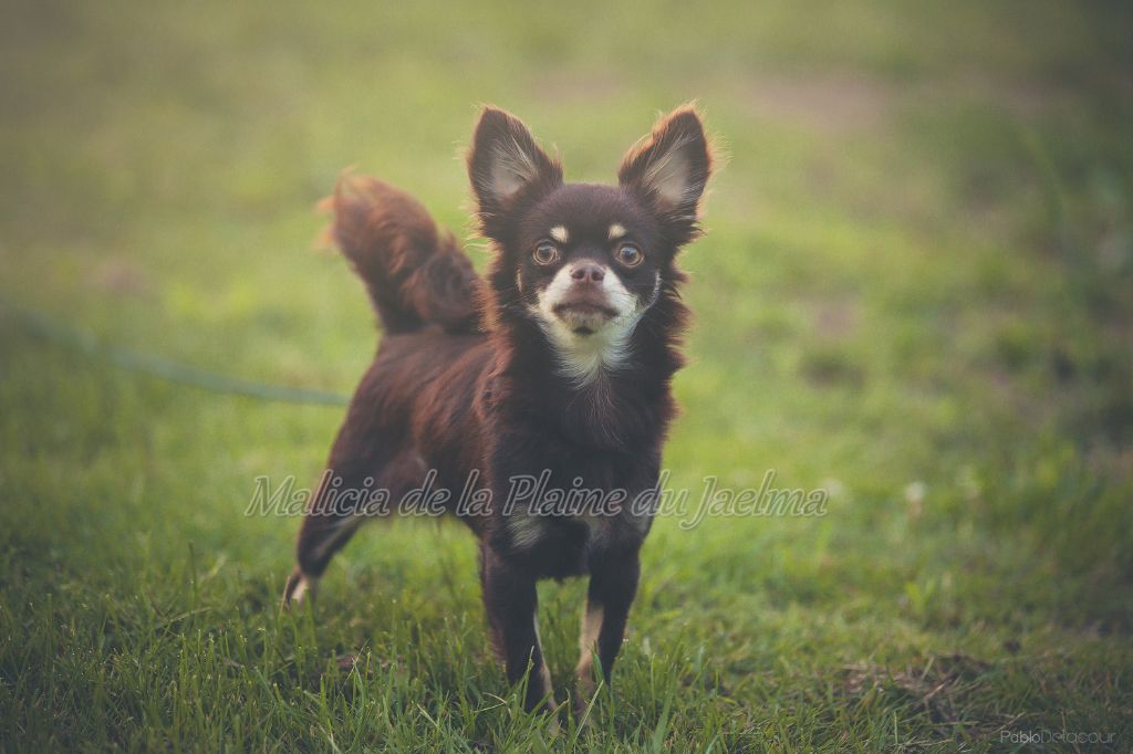 Publication : Du Royaume D'Alice Auteur : Pablo DELACOUR