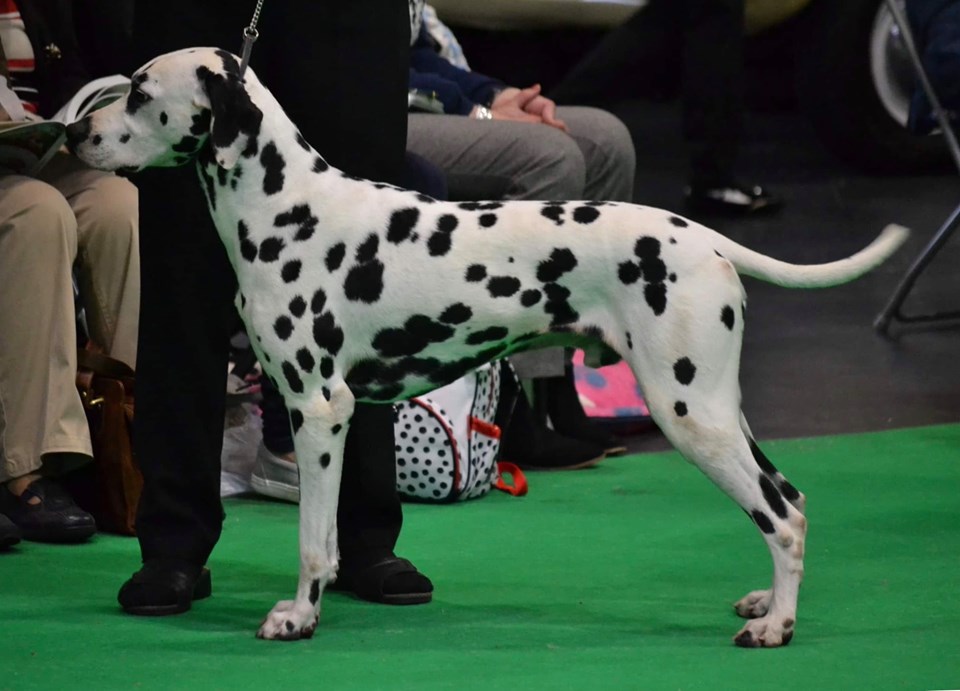 jamelsley Pyrancantha at dakata