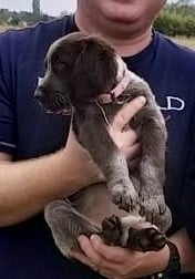 Publication : Des Plaines D'Artemis Auteur : PHILIPPE Cyrille