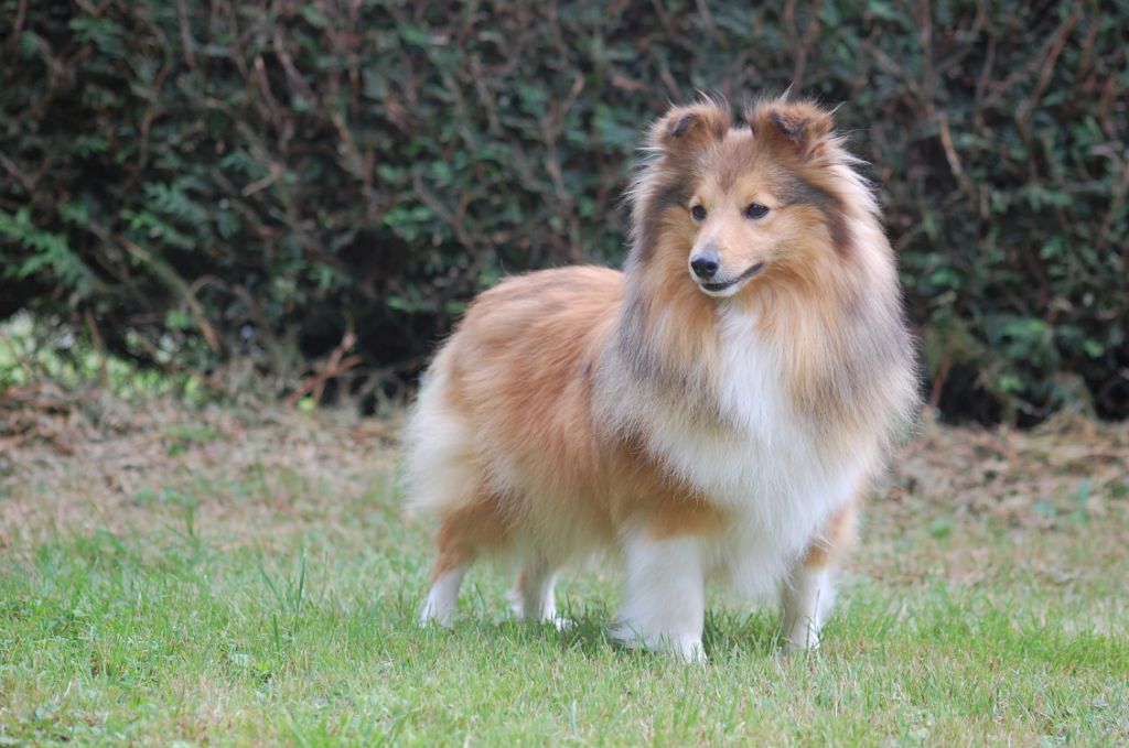  Auteur : Demesy Anita & Canal Francis