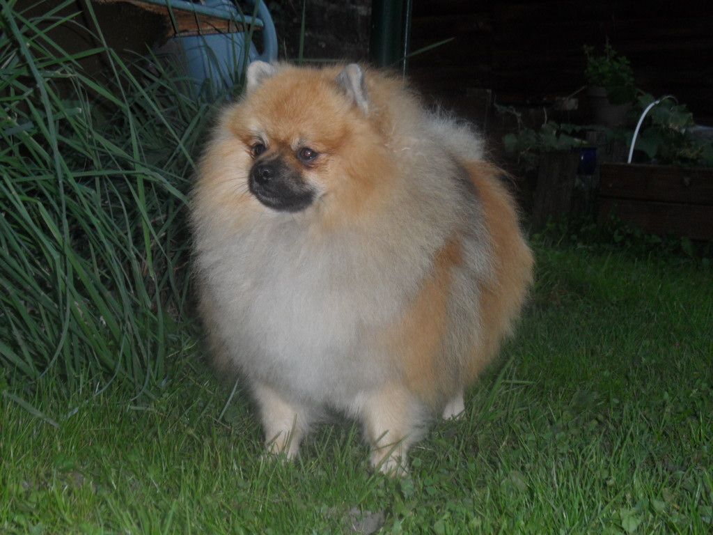 Publication : De La Noblesse D'alsace