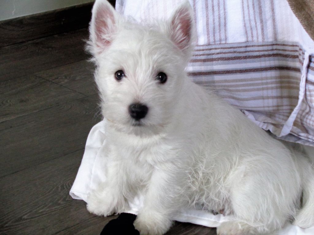 Publication : Du domaine de fayet Auteur : misslou 2 mois