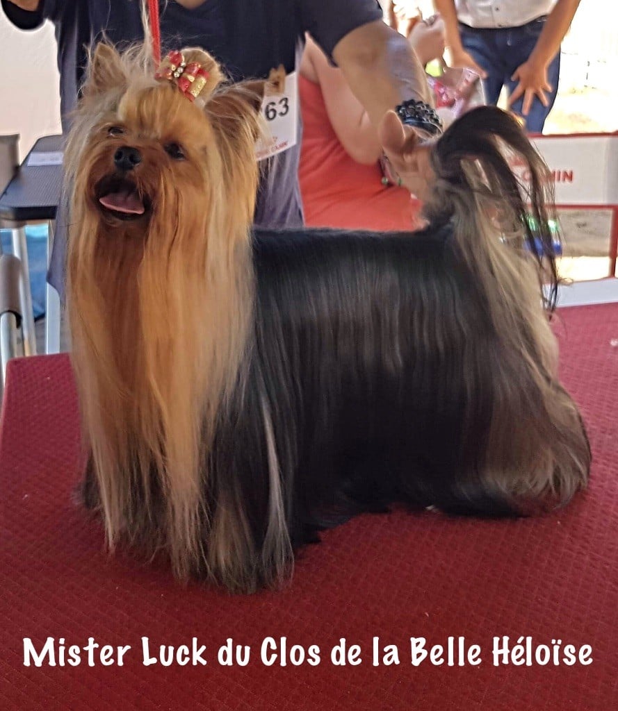 Mister luck Du clos de la belle heloise