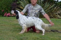 Étalon Setter Anglais - Nolo du Parc des Chaumes