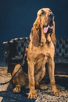 Étalon Chien de Saint-Hubert - Ralf de la voix royale