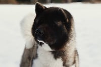 Étalon Akita americain - CH. viva la diva ami mignone Diva