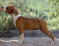 Étalon American Staffordshire Terrier - Pride of legends des Terres de Baïla