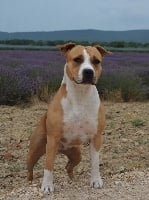 Étalon American Staffordshire Terrier - CH. Vinitouta My beautiful queen