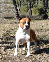 Étalon American Staffordshire Terrier - CH. Vinitouta Las vegas