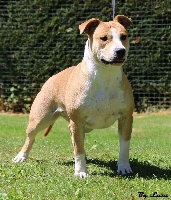 Étalon American Staffordshire Terrier - Malavita of Love My Staff