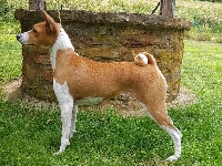 Étalon Basenji - CH. Isis of yakari land