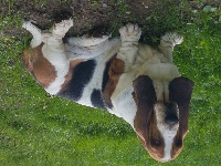 Étalon Basset Hound - du domaine de kérouant Sylvestro di casa dal pino