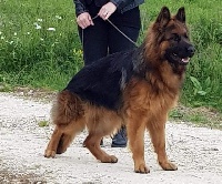 Étalon Berger Allemand Poil Long - Oz du jardin de Mesoz