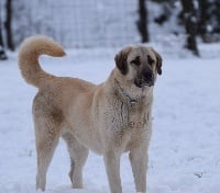 Étalon Berger Kangal - Star of Isis Nout kangal