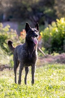 Étalon Berger hollandais - Night paradise Des Guerriers d'Anubis