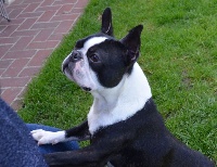 Étalon Boston Terrier - CH. Best Sweeties Leeroy