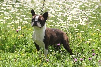 Étalon Boston Terrier - CH. Navette spaciale Du grand fresnoy