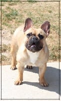 Étalon Bouledogue français - samabi bulldogs Sahara