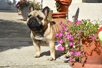 Étalon Bouledogue français - Oscar Du Domaine Des Boule Rott