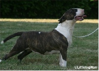 Étalon Bull Terrier - Nanogramme Of the little big man