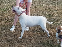 Étalon Bull Terrier - Monster De L'Arche De Jeanne