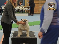 Étalon Bulldog Anglais - New flower des Croqu'n Bulls