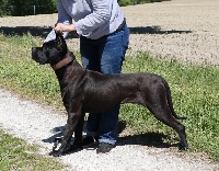 Étalon Cane Corso - Niyati Il Guardiano Bella