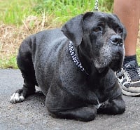 Étalon Cane Corso - Guccie Du Domaine Des Kaskavel