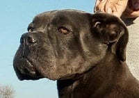 Étalon Cane Corso - Ixia des Molosses de la Vallée Verte