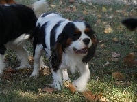 Étalon Cavalier King Charles Spaniel - Oups Du Clos De Compostelle