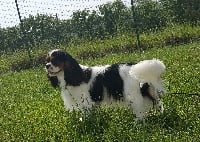 Étalon Cavalier King Charles Spaniel - Napoleon des Seigneurs d'Occitanie