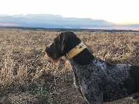 Étalon Chien d'arrêt allemand à poil dur - Nero du haut de Koeking