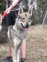 Étalon Chien-loup tchecoslovaque - Nyé-toh De La Colline De L'Auryana