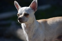 Étalon Chihuahua - Madonna Des Jardins De L'oeil De Paon