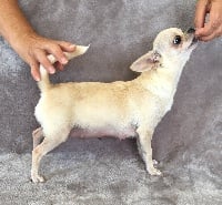 Étalon Chihuahua - vita felice Omnia