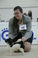 Étalon Chihuahua - Dark shadows Dei Bordigotti