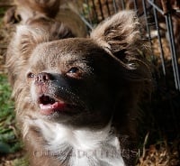 Étalon Chihuahua - Pinki long kiss ot vanilnoy luny