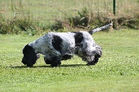 Étalon Cocker Spaniel Anglais - I am a hero de la légende des elfes