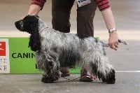 Étalon Cocker Spaniel Anglais - Juri dite juju de la Belle Andrine