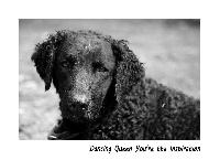 Étalon Curly Coated Retriever - CH. Dancing queen you're the inspiration