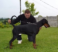 Étalon Dobermann - CH. Int - opium black du Parc des marais d'Opale