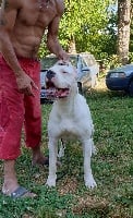 Étalon Dogo Argentino - Nores (Sans Affixe)