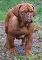 Étalon Dogue de Bordeaux - Madd'yz Dog Osiris queen