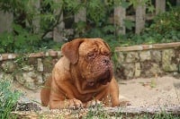 Étalon Dogue de Bordeaux - Red Dog Demars Manna lierre