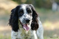 Étalon English Springer Spaniel - O'rage (Sans Affixe)