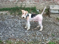 Étalon Fox Terrier Poil Dur - L'mandragonne Des Petites Fagnes