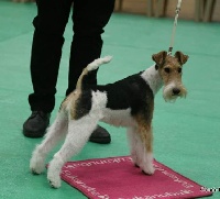 Étalon Fox Terrier Poil Dur - Marquise de Vallauris des astucieux