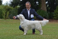 Étalon Golden Retriever - Ashbury Mary poppins